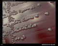 enterococcus faecalis